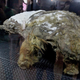 Illustration for article titled This Extraordinarily Well-Preserved Mammoth Is Now On Display In Moscow